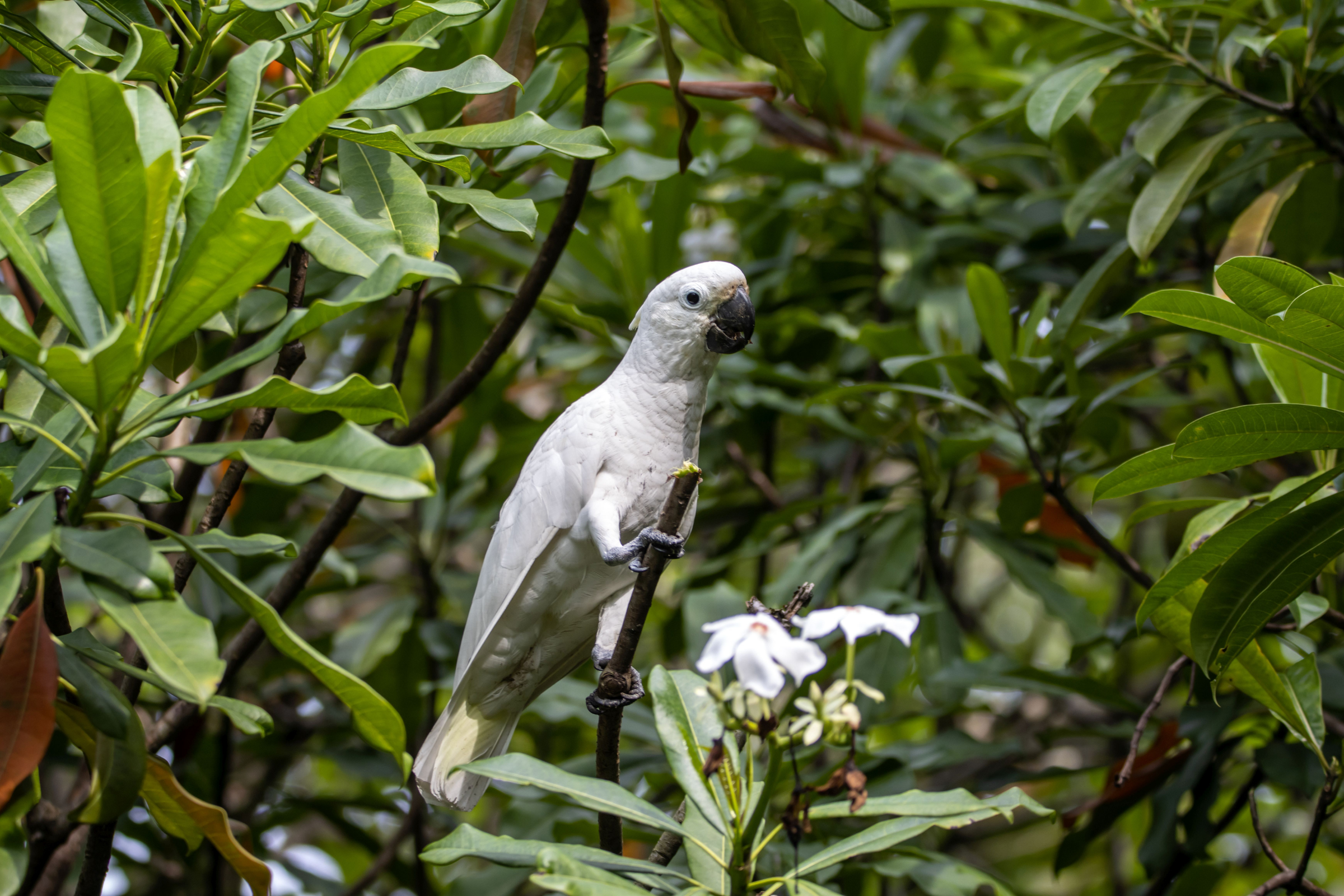 tanimbar island.webp